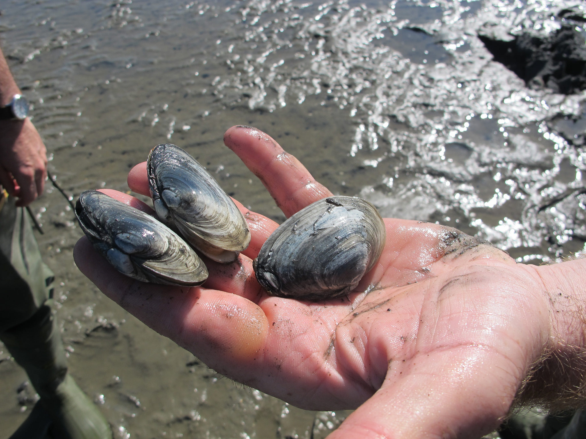 Clam Farming Market Report Opportunities, and Forecast By 2033