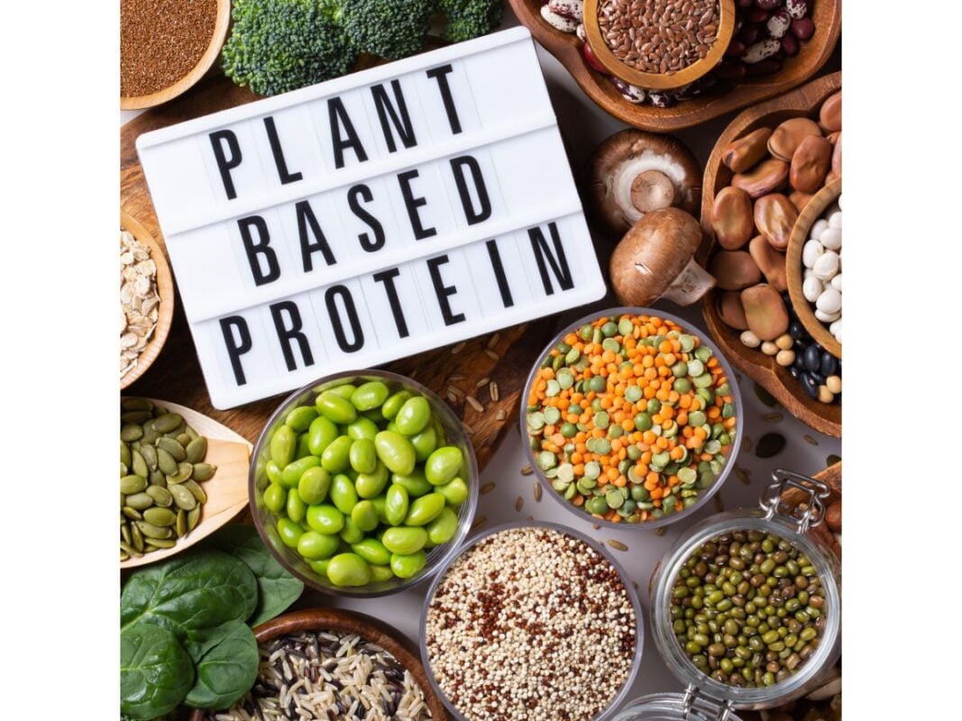 Plant Protein Market to Witness Widespread Expansion 2033