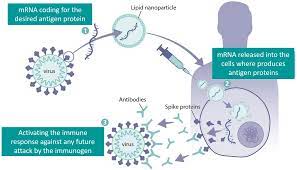 mRNA Vaccines Market Report Opportunities, and Forecast By 2033