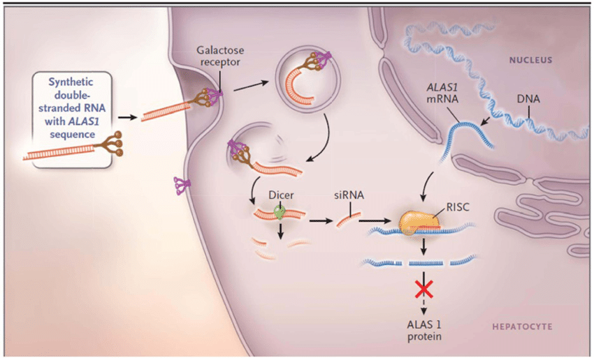 Small Interfering RNA (siRNA) Therapeutics Market Report Opportunities, and Forecast By 2033