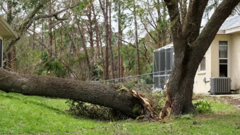 Affordable Tree Removal Tips: Cut Costs, Not Corners