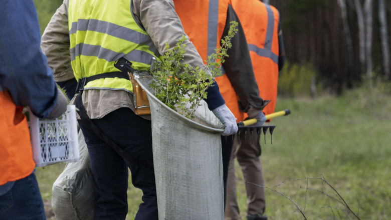 Affordable Tree Service: Keeping Your Yard Safe and Beautiful