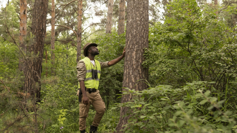 Emergency Tree Removal: Fast Response for Dangerous Situations