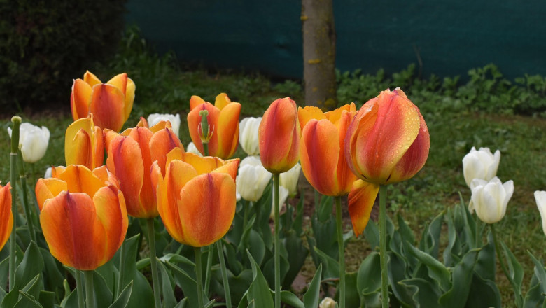 Srinagar Tour: 4 Days Trip for Family Vacation
