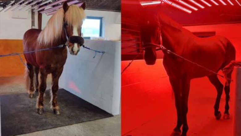 Revolutionizing Equine Wellness with Advanced Horse Light Therapy