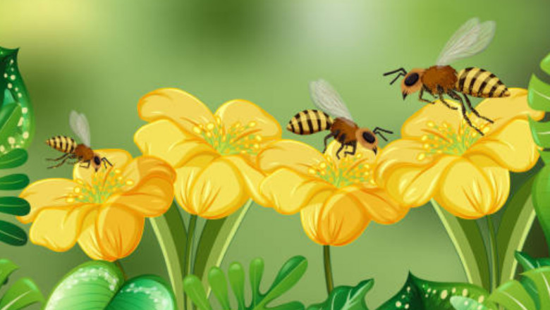 How to Identify Different Types of Bees in Your Area