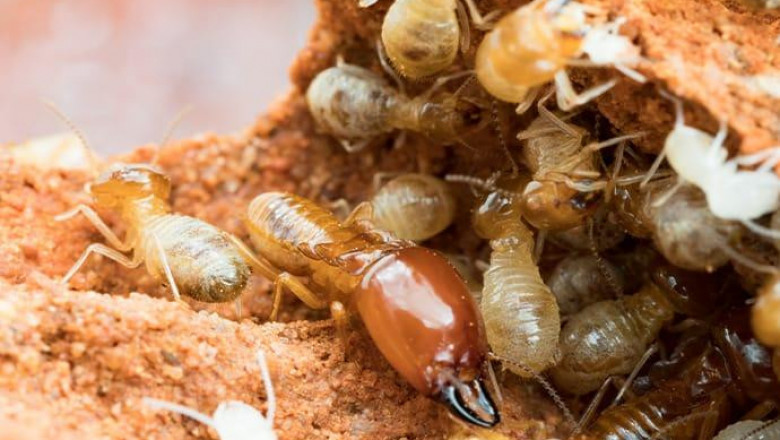 Top Methods for Safe and Effective Termite Control in Singapore