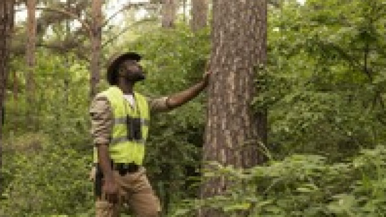 Why Pay More? Choose Our Affordable Tree Service for All Your Needs