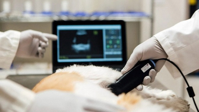 Precision Pet Care: Driving the Veterinary Imaging Market Forward